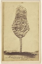 Eucalyptocrinus crinoid. Wenlock Limestone. Dudley Port; William Hart, British, active Birmingham, England 1860s, 1865 - 1870