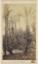 Bois de Palmiers; Davanne & Aléo; 1865 - 1867; Albumen silver print