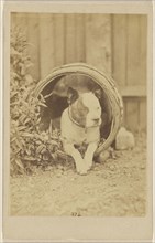 Boston bulldog inside an open barrel; about 1865; Albumen silver print