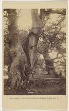 Ludlow, the Druid Oaks in Oakley Park, No. 1; Francis Bedford, English, 1815,1816 - 1894, 1864 - 1865; Albumen silver print