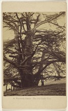 Warwick Castle - The Old Cedar Tree; Francis Bedford, English, 1815,1816 - 1894, 1864 - 1865; Albumen silver print
