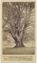 Knole Park - King Beech; H.G. Inskipp, British, active London, England 1870s, about 1865; Albumen silver print