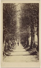 man walking down a tree-lined path, possibly at Torquay; Ward & Company; 1865 - 1870; Albumen silver print