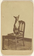 Carlo - Belonged to A.M. Grant dog posed in a chair; Charles Evans, American, active 1840s - 1860s, 1870 - 1875; Albumen silver