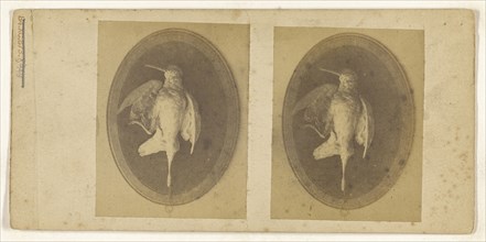 Mounted bird, recto, Mounted bird, verso, about 1865; Albumen silver print