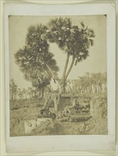 Palm tree growing from ruins; Egyptian; about 1855; Salted paper print; 24.8 x 20.4 cm, 9 3,4 x 8 1,16 in