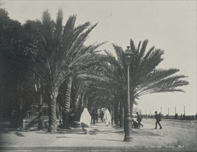Le Square, Alger; Egyptian; Algiers, Algeria, Africa; about 1865 - 1875; Collotype; 22.1 x 27.9 cm, 8 11,16 x 11 in
