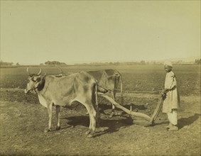 A man plowing in Faiyum; Egyptian; Faiyum, Egypt; about 1865–1875; Albumen silver print