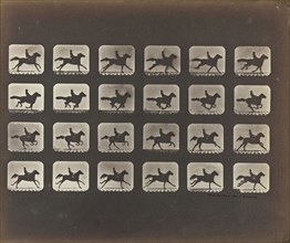 Running, Galloping, Eadweard J. Muybridge, American, born England, 1830 - 1904, 1878 - 1879; Iron salt process; 18.9 x 22.7 cm
