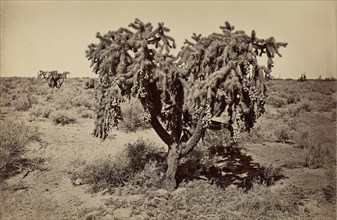 Cactus, Arizona Desert; Carleton Watkins, American, 1829 - 1916, 1880; Albumen silver print