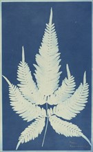 Pteris Aspericanlis; 1840s; Cyanotype; 33.3 x 20.4 cm, 13 1,8 x 8 1,16 in