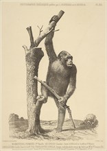 Gorilla; Bisson Frères, French, active 1840 - 1864, Louis-Amédée Mante, French, 1826 - 1913, Photolithograph by Lemercier