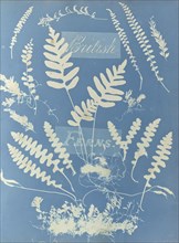 British Ferns; Anna Atkins, British, 1799 - 1871, England; 1853; Cyanotype; 25.4 × 19.4 cm 10 × 7 5,8 in