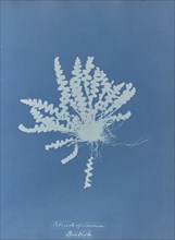 Ceterach officinarum, British; Anna Atkins, British, 1799 - 1871, England; 1853; Cyanotype; 25.4 × 19.4 cm 10 × 7 5,8 in