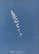 Woodsia hyperborea; Anna Atkins, British, 1799 - 1871, England; 1853; Cyanotype; 25.4 × 19.4 cm 10 × 7 5,8 in