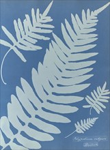 Polypodium vulgare, British; Anna Atkins, British, 1799 - 1871, England; 1853; Cyanotype; 25.4 × 19.4 cm 10 × 7 5,8 in