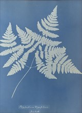 Polypodium dryopteris, British; Anna Atkins, British, 1799 - 1871, England; 1853; Cyanotype; 25.4 × 19.4 cm 10 × 7 5,8 in