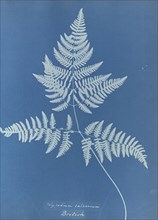Polypodium calcareum, British; Anna Atkins, British, 1799 - 1871, England; 1853; Cyanotype; 25.4 × 19.4 cm 10 × 7 5,8 in
