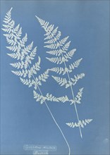 Cystopteris dentata, British; Anna Atkins, British, 1799 - 1871, England; 1853; Cyanotype; 25.4 × 19.4 cm 10 × 7 5,8 in