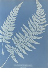 Aspidium aculeatum, British; Anna Atkins, British, 1799 - 1871, England; 1853; Cyanotype; 25.4 × 19.4 cm 10 × 7 5,8 in
