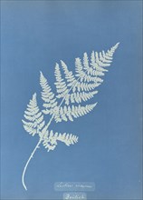 Lastrea recurva, British; Anna Atkins, British, 1799 - 1871, England; 1853; Cyanotype; 25.4 × 19.4 cm 10 × 7 5,8 in