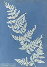 Lastrea cristata; Anna Atkins, British, 1799 - 1871, England; 1853; Cyanotype; 25.4 × 19.4 cm 10 × 7 5,8 in