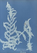 Lastrea filix mas, British; Anna Atkins, British, 1799 - 1871, England; 1853; Cyanotype; 25.4 × 19.4 cm 10 × 7 5,8 in