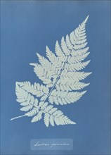 Lastrea spinulosa; Anna Atkins, British, 1799 - 1871, England; 1853; Cyanotype; 25.4 × 19.4 cm 10 × 7 5,8 in