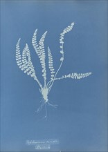 Asplenium viride, British; Anna Atkins, British, 1799 - 1871, England; 1853; Cyanotype; 25.4 × 19.4 cm 10 × 7 5,8 in