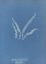 Asplenium trichomanes, British; Anna Atkins, British, 1799 - 1871, England; 1853; Cyanotype; 25.4 × 19.4 cm 10 × 7 5,8 in