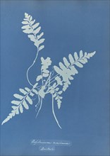Asplenium marinum, British; Anna Atkins, British, 1799 - 1871, England; 1853; Cyanotype; 25.4 × 19.4 cm 10 × 7 5,8 in