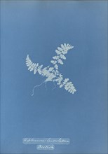 Asplenium lanceolatum, British; Anna Atkins, British, 1799 - 1871, England; 1853; Cyanotype; 25.4 × 19.4 cm 10 × 7 5,8 in