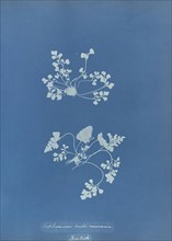 Asplenium ruta muraria, British; Anna Atkins, British, 1799 - 1871, England; 1853; Cyanotype; 25.4 × 19.4 cm 10 × 7 5,8 in