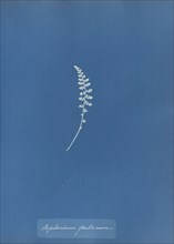 Asplenium fontanum; Anna Atkins, British, 1799 - 1871, England; 1853; Cyanotype; 25.4 × 19.4 cm 10 × 7 5,8 in