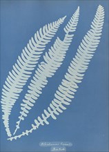 Blechnum boreale, British; Anna Atkins, British, 1799 - 1871, England; 1853; Cyanotype; 25.4 × 19.4 cm 10 × 7 5,8 in