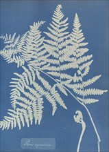 Pteris aquilina; Anna Atkins, British, 1799 - 1871, England; 1853; Cyanotype; 25.4 × 19.4 cm 10 × 7 5,8 in