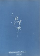 Hymenophyllum Tunbridgense, British; Anna Atkins, British, 1799 - 1871, England; 1853; Cyanotype; 25.4 × 19.4 cm 10 × 7 5,8 in