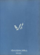 Hymenophyllum Wilsonii, British; Anna Atkins, British, 1799 - 1871, England; 1853; Cyanotype; 25.4 × 19.4 cm 10 × 7 5,8 in