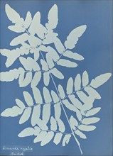 Osmunda regalis, British; Anna Atkins, British, 1799 - 1871, England; 1853; Cyanotype; 25.4 × 19.4 cm 10 × 7 5,8 in