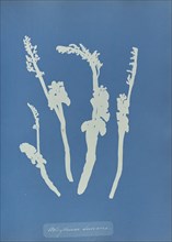 Botrychium Lunaria; Anna Atkins, British, 1799 - 1871, England; 1853; Cyanotype; 25.4 × 19.4 cm 10 × 7 5,8 in