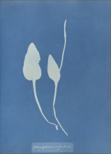 Ophioglossum vulgatum; Anna Atkins, British, 1799 - 1871, England; 1853; Cyanotype; 25.4 × 19.4 cm 10 × 7 5,8 in