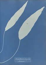 Achrosticum simplex, Jamaica; Anna Atkins, British, 1799 - 1871, England; 1853; Cyanotype; 25.4 × 19.4 cm 10 × 7 5,8 in