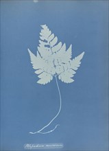 Polypodium muscosum; Anna Atkins, British, 1799 - 1871, England; 1853; Cyanotype; 25.4 × 19.4 cm 10 × 7 5,8 in