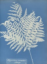 Polypodium crenatum, Norway; Anna Atkins, British, 1799 - 1871, England; 1853; Cyanotype; 25.4 × 19.4 cm 10 × 7 5,8 in