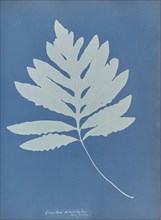 Onoclea sensibilis, New Jersey; Anna Atkins, British, 1799 - 1871, England; 1853; Cyanotype; 25.4 × 19.4 cm 10 × 7 5,8 in