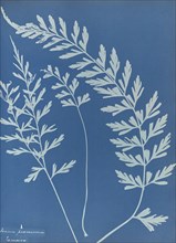 Asplenium praemorsum, Jamaica; Anna Atkins, British, 1799 - 1871, England; 1853; Cyanotype; 25.4 × 19.4 cm 10 × 7 5,8 in