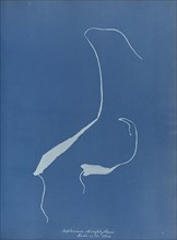 Asplenium rhizophyllum; Anna Atkins, British, 1799 - 1871, England; 1853; Cyanotype; 25.4 × 19.4 cm 10 × 7 5,8 in