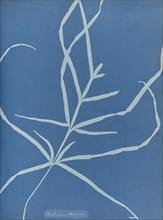 Asplenium Chinensis; Anna Atkins, British, 1799 - 1871, England; 1853; Cyanotype; 25.4 × 19.4 cm 10 × 7 5,8 in