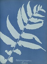 Diplazium grandifolium, Jamaica; Anna Atkins, British, 1799 - 1871, England; 1853; Cyanotype; 25.4 × 19.4 cm 10 × 7 5,8 in