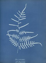 Pteris caudata, N. America; Anna Atkins, British, 1799 - 1871, England; 1853; Cyanotype; 25.4 × 19.4 cm 10 × 7 5,8 in